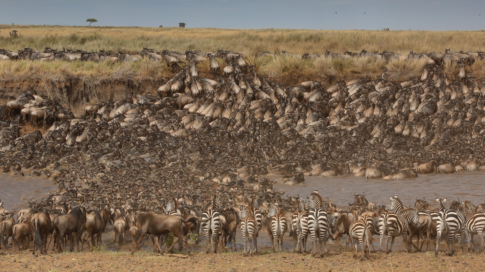 kenya masai mara wildebeest crossing 01