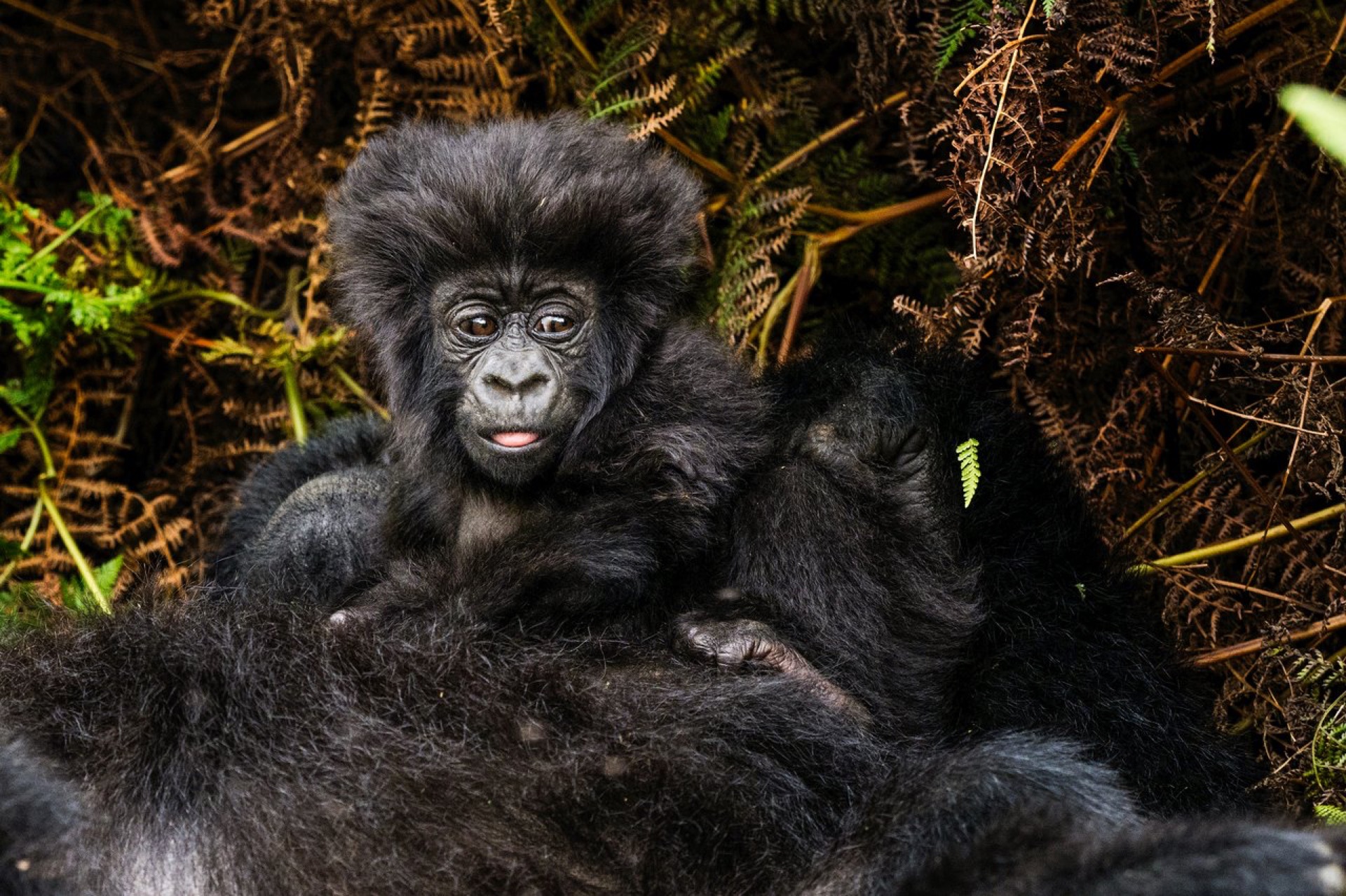 A young mountain gorilla in dense forest vegetation, Volcanoes National Park, Rwanda